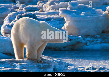 L'ours polaire (Ursa maritimus) sur la baie d'Hudson sub-arctique la glace et la neige, Churchill, MB, Canada Banque D'Images