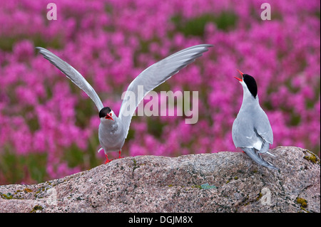 Sterne arctique (Sterna paradisaea), Canada Banque D'Images