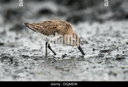 Le Bécasseau variable (Calidris alpina), Texel, aux Pays-Bas, en Europe Banque D'Images