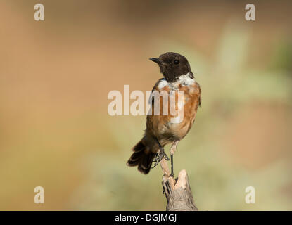 European Stonechat (Saxicola rubicola), Lesbos, au nord de la mer Égée, Grèce Banque D'Images