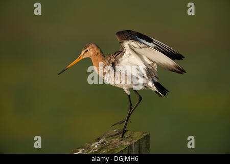 Barge à queue noire (Limosa limosa), Texel, Texel, Texel, à l'ouest de l'archipel Frison, province de la Hollande du Nord, Pays-Bas Banque D'Images