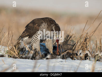 L'Autour des palombes (Accipiter gentilis) mange ses proies, Bitburg, Rhénanie-Palatinat, Allemagne Banque D'Images