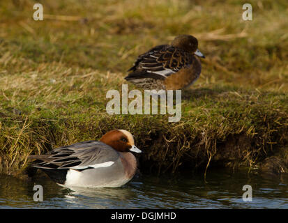 Canards d'(Anas penelope), Texel, Pays-Bas Banque D'Images