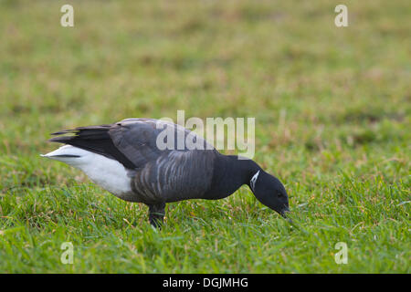 Ou Bernache cravant (Branta bernicla Bernache cravant), Texel, Pays-Bas Banque D'Images