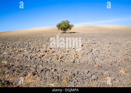 Seul arbre debout dans le champ en pente du sol labouré avec ciel bleu profond Andalousie Espagne Banque D'Images