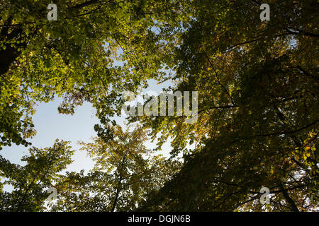 Arbre en automne, ciel bleu, worm's eye view Banque D'Images