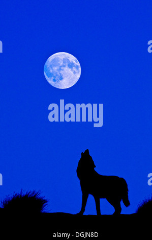 Digital composite de loup gris (Canis lupus) silhouette Loup gris hurlant à la pleine lune dans Monument Valley, Arizona, USA. Banque D'Images