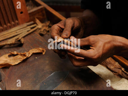 Homme attachant l'emballage sur un cigare, fabrique de cigares à Punta Cana, République dominicaine, Caraïbes Banque D'Images