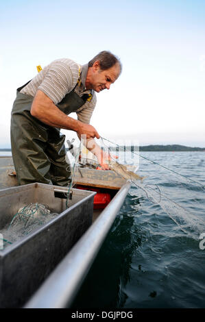 Le pêcheur Johann Strobl casting pour pêcher sur le Lac de Starnberg, Fuenfseenland salon, Haute-Bavière, Bavière Banque D'Images