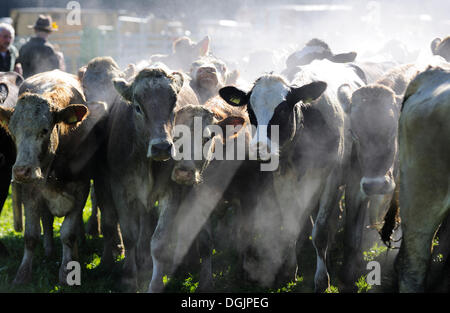 Troupeau de vaches de la sudation, rétroéclairé, Almabtrieb, transport de bétail, Viehscheid, tri de bétail à Pfronten, Ostallgaeu Allgaeu Bayerisch souabe,, Banque D'Images