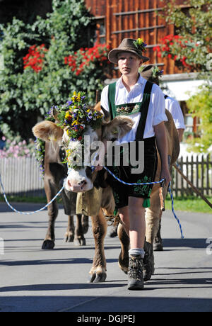 Almabtrieb, transport de bétail, Viehscheid, tri de bétail à Pfronten, Ostallgaeu Allgaeu Bayerisch souabe,,, Bavière Banque D'Images