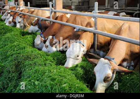 Vaches dans une étable de manger l'herbe fraîche, la Haute-Bavière, Bavière Banque D'Images