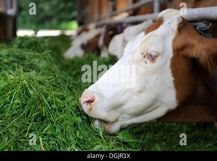 Vaches dans une étable de manger l'herbe fraîche, la Haute-Bavière, Bavière Banque D'Images