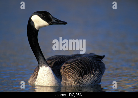 Canada Goose piscine pour adultes à Fort Whyte Centre Nature Centre Winnipeg Manitoba Canada Banque D'Images