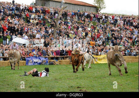 Ox course en Muensing, Haute-Bavière, Bavière Banque D'Images