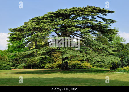 Vieux cèdre du Liban (Cedrus libani) dans le parc de la Maison Osborne, East Bowes, île de Wight, Angleterre, Royaume-Uni, Europe Banque D'Images