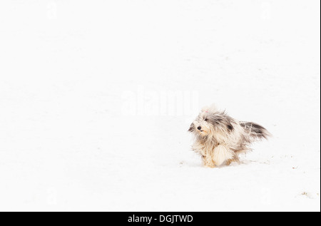 Un collie barbu dans la neige. Banque D'Images