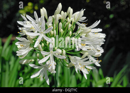 Lily of the Nile Agapanthus sp.), Christchurch, Nouvelle-Zélande, île du Sud Banque D'Images