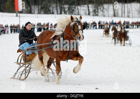 Traber show roulant à la course en traîneau à cheval à Parsberg, Haute-Bavière, Bavière Banque D'Images