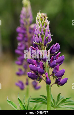 Le lupin (Lupinus), bleu violet, à la rivière Arrow, Arrowtown, île du Sud, Nouvelle-Zélande Banque D'Images