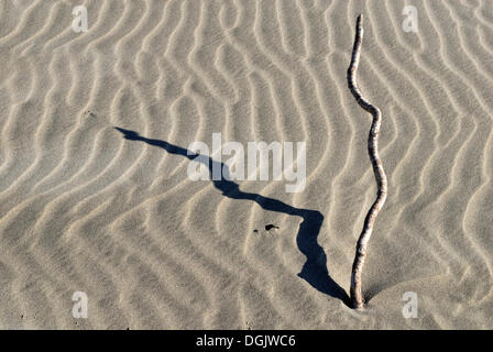 Ondulations dans le sable, du sable, de la structure, de la Réserve Naturelle d'Adieu Spit Golden Bay, île du Sud, Nouvelle-Zélande Banque D'Images