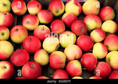 La pomme 'Worcester pearmain', boutique de la ferme, l'affichage des variétés de pommes Malus domestica variété Banque D'Images