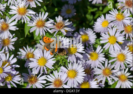 Petit papillon Lycaena phlaeas, cuivre, sur un michaelmas daisy, Aster spp., fleur en automne Banque D'Images