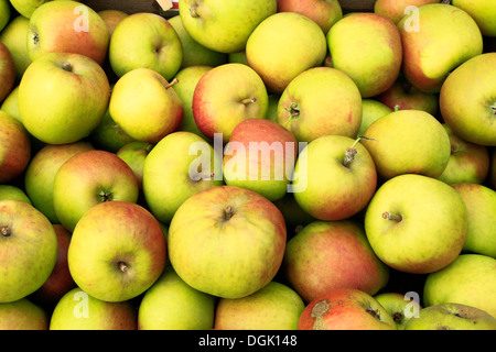 La pomme 'Orange' de Blenheim, Malus domestica variétés variété pommes farm shop display Banque D'Images