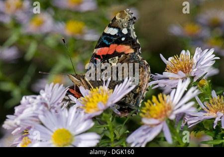 L'amiral rouge papillon, Vanessa atalanta, sur un michaelmas daisy, Aster spp., fleur en automne Banque D'Images