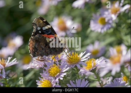 L'amiral rouge papillon, Vanessa atalanta, sur un michaelmas daisy, Aster spp., fleur en automne Banque D'Images