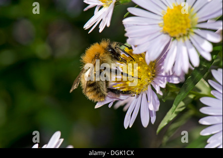 Une politique commune de carder bee, Bombus pascuorum, la collecte d'un nectar de michaelmas daisy, Aster, fleur sur une belle journée d'automne Banque D'Images
