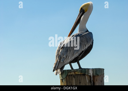 Pelican perché sur un quai empilé dans le sud de la Floride. (ÉTATS-UNIS) Banque D'Images