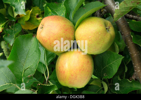 La pomme 'Gold' de la Couronne, les pommes Malus domestica variété varieties growing on tree Banque D'Images