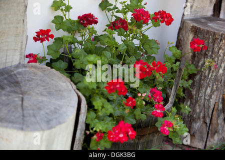 Jardin rouge fleurs République tchèque, l'Europe Banque D'Images