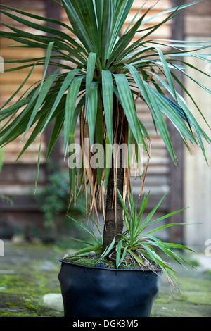 Yucca dans un pot, jardin République tchèque, l'Europe Banque D'Images