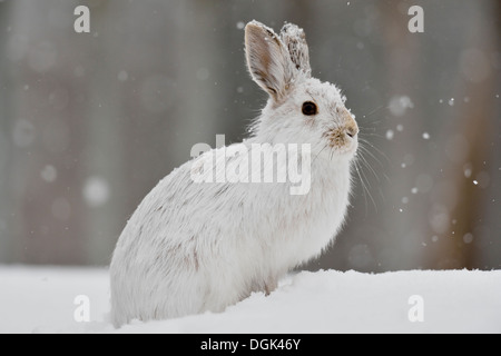 Le Lièvre variable, le lièvre d'Amérique (Lepus americanus), la fin de l'hiver, le Grand Sudbury, Ontario, Canada Banque D'Images