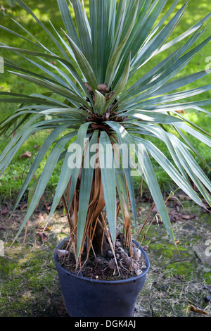 Yucca dans un pot, jardin République tchèque, usine de yucca d'Europe Banque D'Images