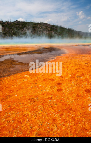 Tapis de bactéries colorées entourant Grand Prismatic Spring, Midway Geyser Basin, Parc National de Yellowstone, Wyoming Banque D'Images