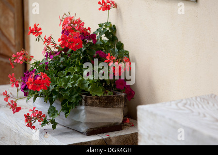 Jardin rouge géranium fleurs Pelargonium République Tchèque, Europe Banque D'Images