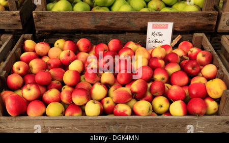 La pomme 'Katy', syn. Katya', 'Malus domestica, pommes variété variétés en magasin de ferme afficher Banque D'Images