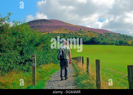 Homme Caucasain la marche St Cuthbert's Way vers l'Eildon Hills, Borders, Scotland, UK PUBLIÉ MODÈLE Banque D'Images