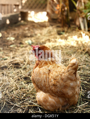 Hen assises sur des graminées sur des exploitations agricoles biologiques Banque D'Images