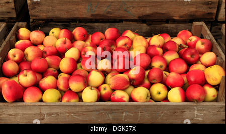 La pomme 'Katy', syn. Katya', 'Malus domestica, pommes variété variétés en magasin de ferme afficher Banque D'Images