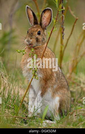 Le Lièvre variable, le lièvre d'Amérique (Lepus americanus), manger le saule, le Grand Sudbury, Ontario, Canada Banque D'Images