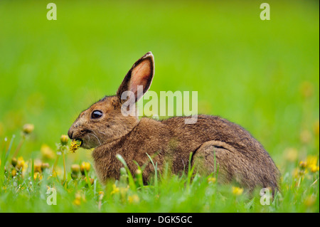 Le Lièvre variable, le lièvre d'Amérique (Lepus americanus), manger des pissenlits, Grand Sudbury, Ontario, Canada Banque D'Images