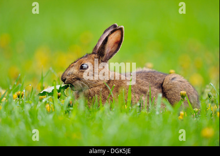 Le Lièvre variable, le lièvre d'Amérique (Lepus americanus), manger des pissenlits, Grand Sudbury, Ontario, Canada Banque D'Images