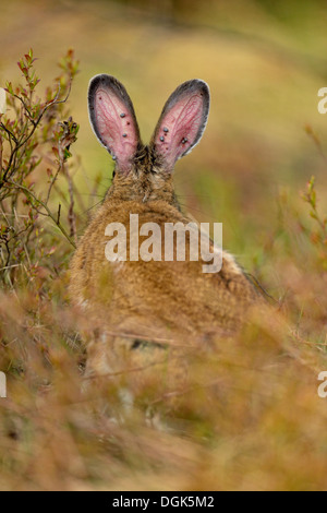 Le lièvre (Lepus americanus) aussi appelé le lièvre variable livrée d'été se gratter une démangeaison, Grand Sudbury, Ontario, Canada Banque D'Images