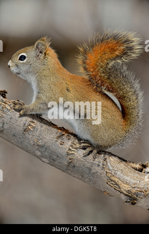 L'écureuil roux (Tamiasciurus hudsonicus), le Grand Sudbury, Ontario, Canada Banque D'Images