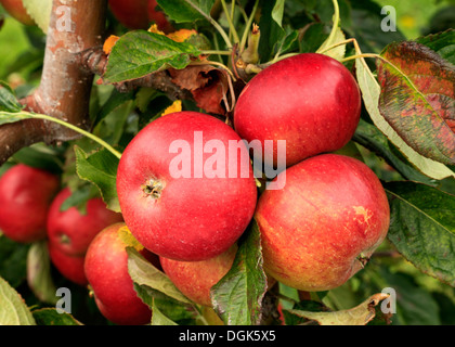 'Apple', Miller rouge pommes Malus domestica variété varieties growing on tree Banque D'Images