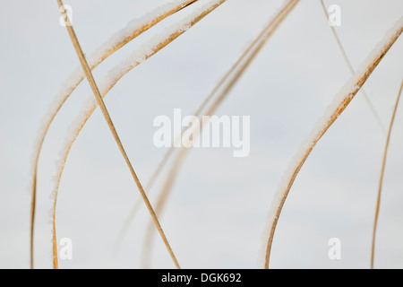 Bearded shorthusk Brachyelytrum erectum) (brins d'herbe avec une fine couche de neige le Grand Sudbury, Ontario, Canada Banque D'Images